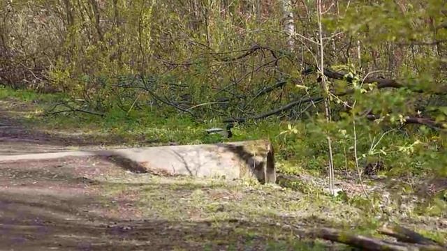 Селезень кряквы гуляет по лесной дороге. 8 мая 2024 г. смотреть онлайн