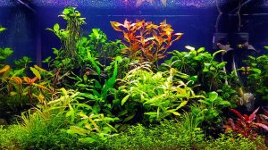 Акваскейп своими руками с камнями и корягами готов