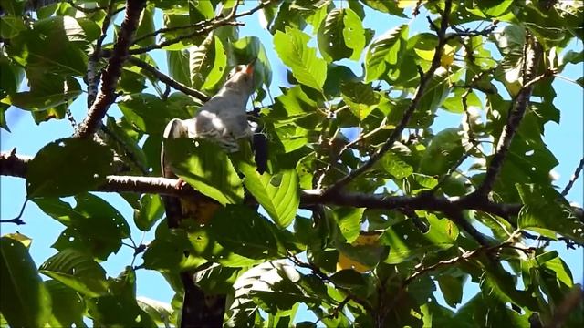 ムビる15925 20190906 019 ツツドリ tsutsudori смотреть онлайн