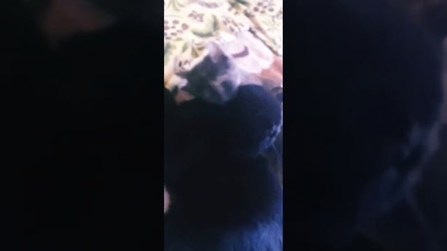 Чёрный котМалыш и кошкаВеста#чёрныйкот #мойкот#бетмен#кошкавеста#relax#малыш#смешныекоты#коттот смотреть онлайн