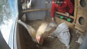 Обслуживание зимнего курятника.