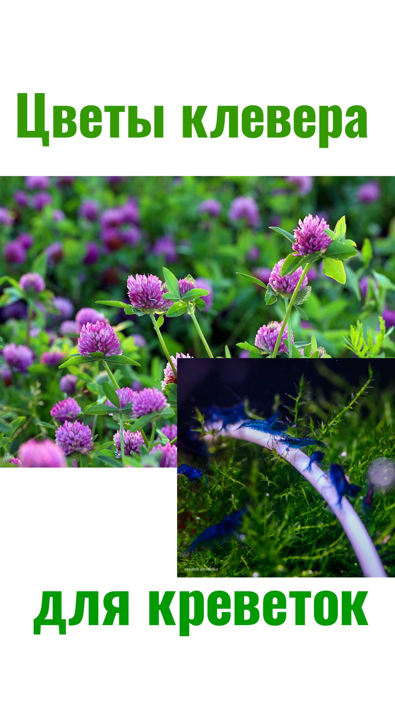 Едят ли аквариумные креветки цветы клевера? смотреть онлайн