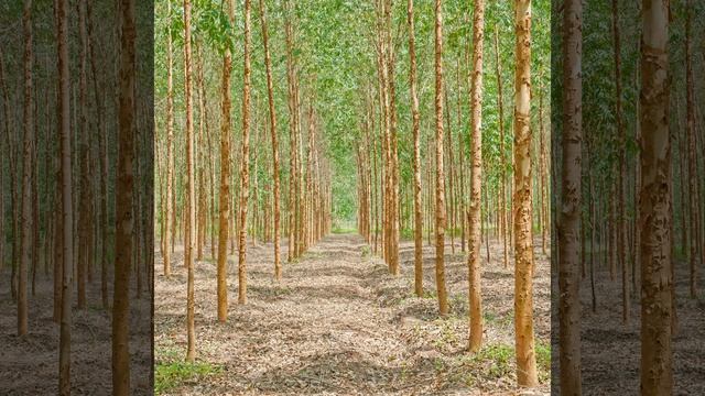 The Quagmire of Dofolk смотреть онлайн