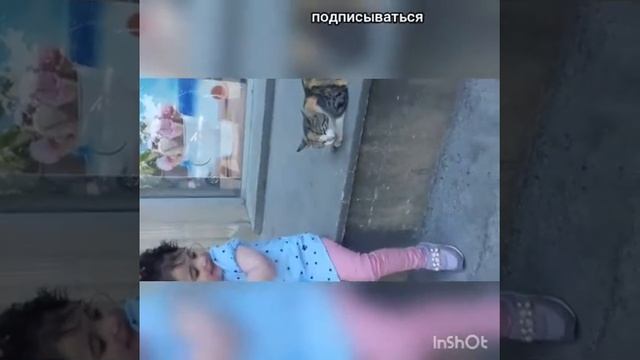 любовь к кошкам❤🐱🐱🐱 смотреть онлайн