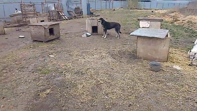 Там собака На пирюде смотреть онлайн