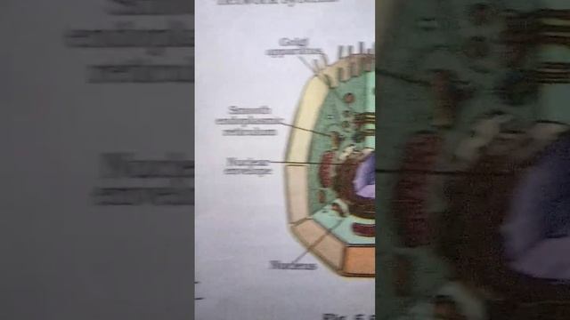 animal cell class 9th biology смотреть онлайн
