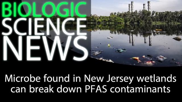 Science News - Microbe found in New Jersey wetlands can break down PFAS contaminants смотреть онлайн