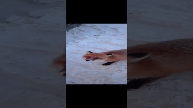 Лиса смотреть онлайн