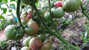 Томат Маша и медведь