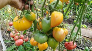 Томат Оранжевый из России 117 (Orange Russian 117)