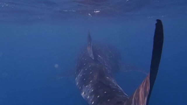 Leaving Tanzania - Peace Corps COS Trip смотреть онлайн