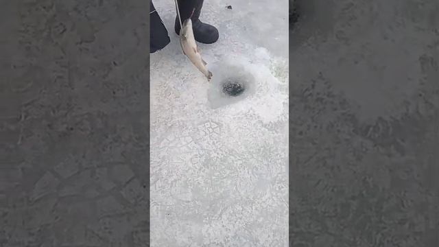 поимка форели смотреть онлайн