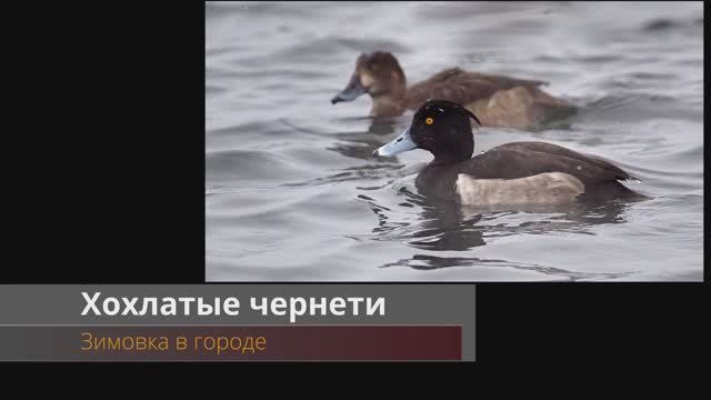 Хохлатые чернети на зимовке смотреть онлайн