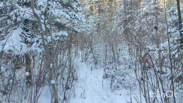 Поход на Столбовскую видовку. Красноярские столбы. смотреть онлайн