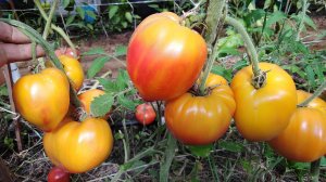 Томат Русское сердце Доусона (Dawson’s Russian Oxheart)