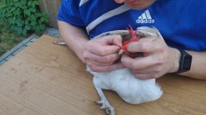 Отучаем кур клеваться или очки для кур.