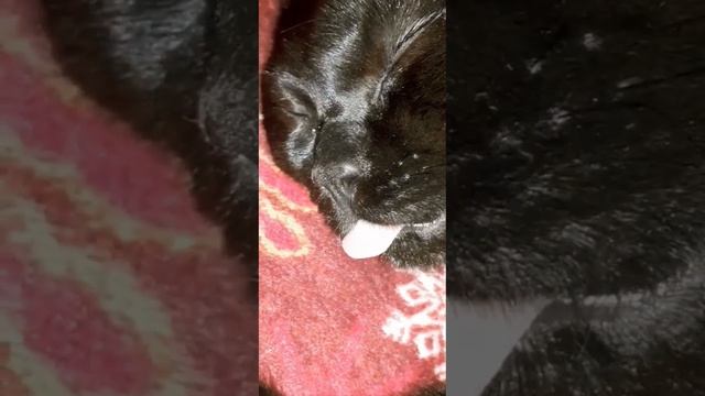 Бетмен спит#жизнькота #мойкот#коттот#чёрныйкот#бетмен#малыш#relax#котспит#смешныекоты#коты смотреть онлайн