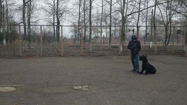 Занятия по послушанию. Работа владельца и собаки. смотреть онлайн