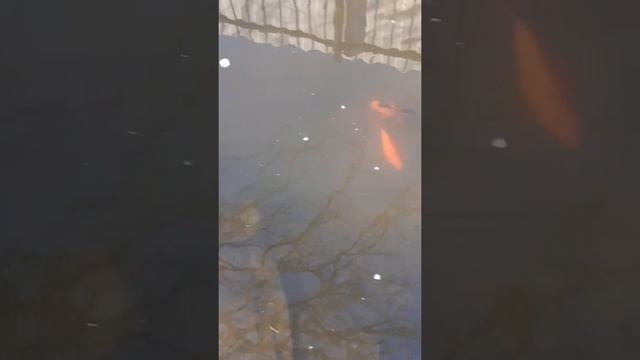 Мои рыбки в моём первом пруду