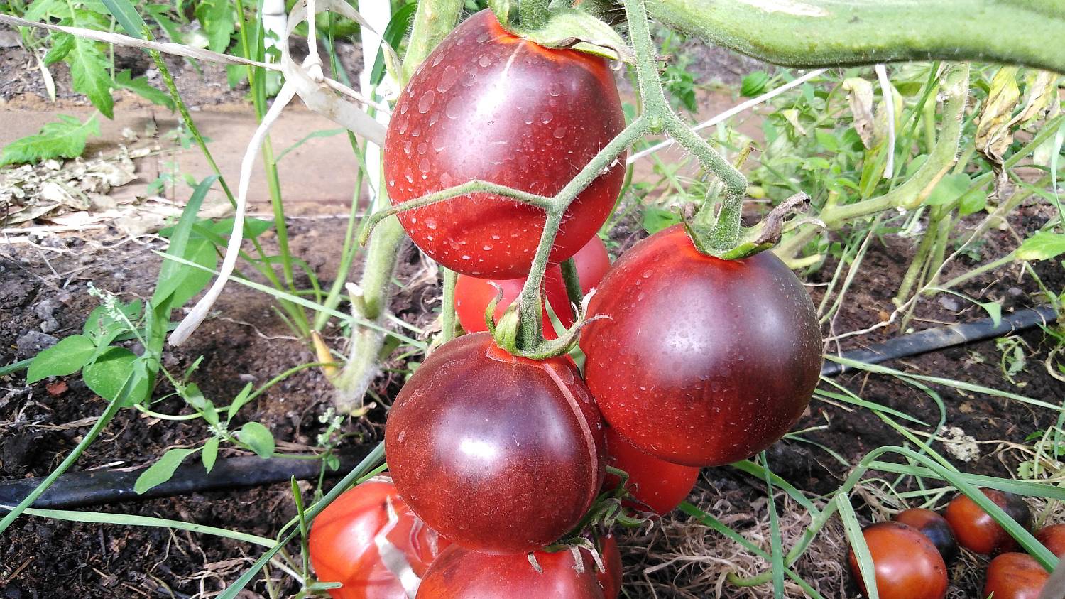 Томат Синяя груша (Blue Pear) смотреть онлайн