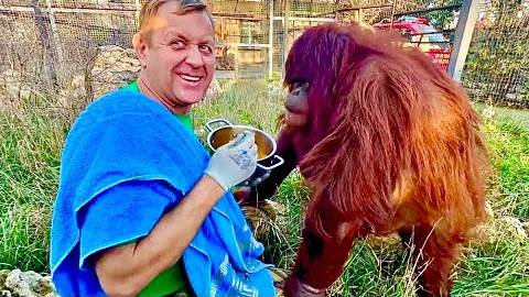 Видео для ПОДНЯТИЯ НАСТРОЕНИЯ! Как Олег Зубков орангутана Дану БОРЩОМ КОРМИЛ))) смотреть онлайн