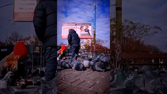 Каменское Площадь Ленина. Голуби. смотреть онлайн