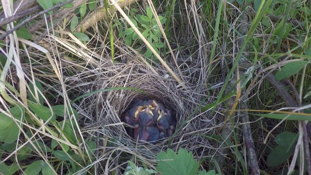 Славка серая 170619 7 у песков 21июня 17 смотреть онлайн