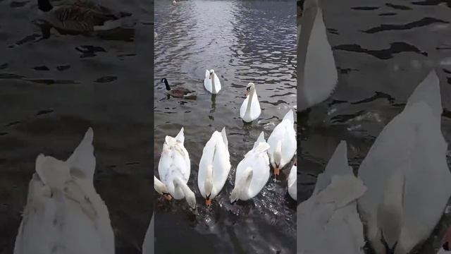 Приехал па кормить своих крылатых друзей Лебедей. ха.ха.ха смотреть онлайн