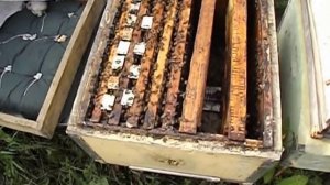 ответ на вопрос - как сохранить не плодных маток на две недели