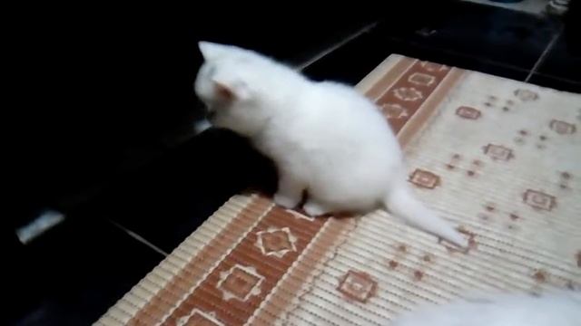 Коты "Аристократы"!!! 😁Веселые какие!? 😂😂😂 смотреть онлайн