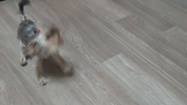ЦЕЛЫЙ ДЕНЬ С ЙОРКШИРСКИМ ТЕРЬЕРОМ! НАШ ВОЛШЕБНЫЙ ДЕНЬ! смотреть онлайн