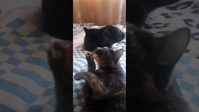 Малыш и хитрая кошкаВеста каждый на своей волне#коттот #кошкавеста#красивыекошки#смешныекоты#добро смотреть онлайн