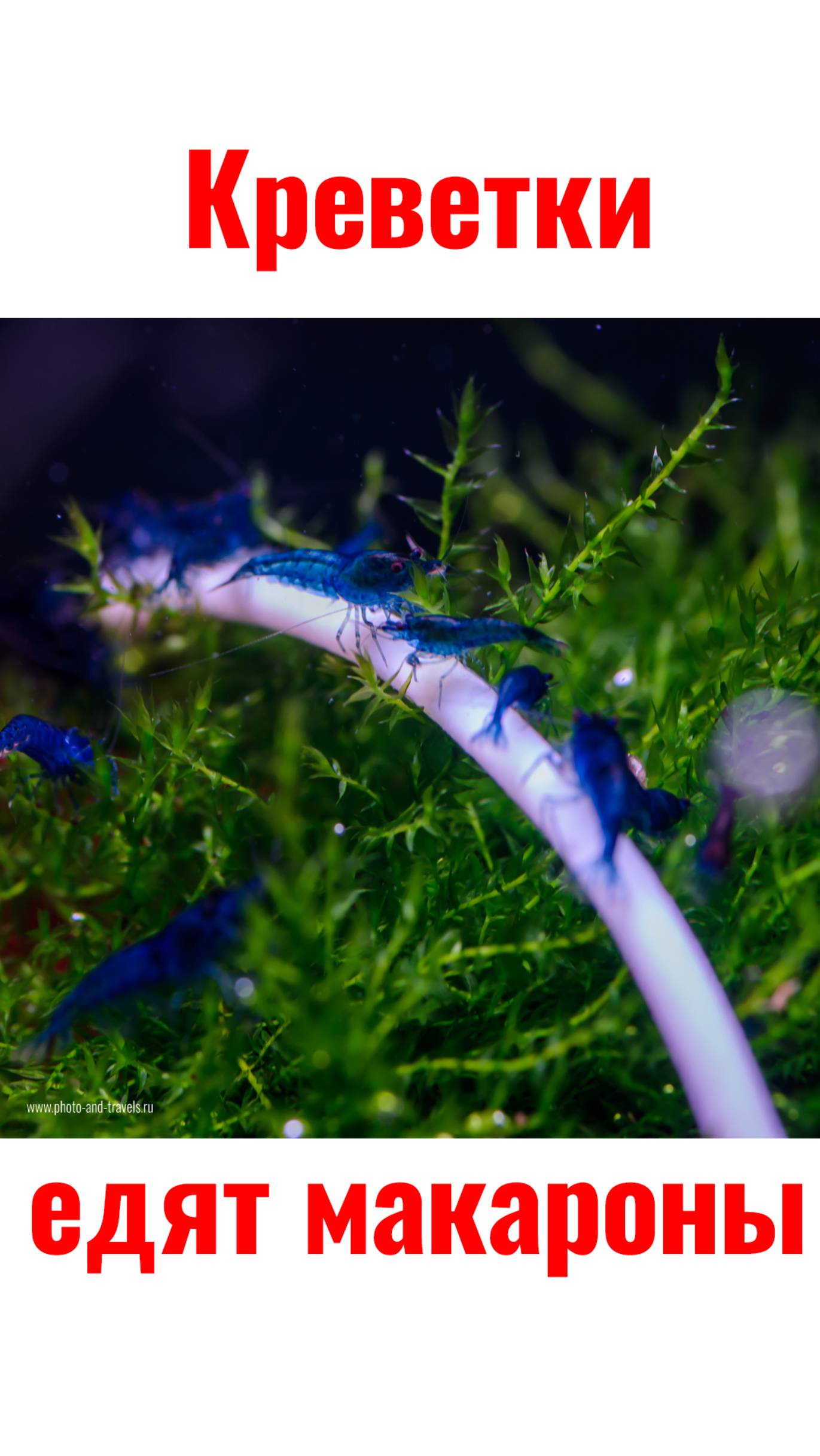 Макароны – любимая еда аквариумных креветок #креветки #креветочник #аквариум #aquarium #aquascape смотреть онлайн