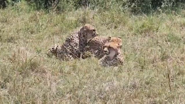 cheetahs mating смотреть онлайн