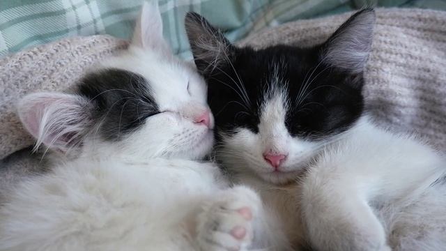 Кошачий лечебный мурлыкание для сна и душевного спокойствия Лечебные Звуки , Сон , Релакс . 2 часа. смотреть онлайн