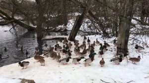 Утиные истории
