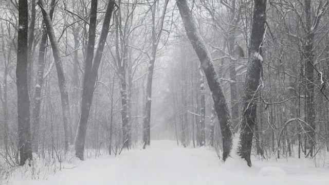 Кровожадные волки держали в страхе всю деревню, пока на бой не вышел отвергнутый стаей хищник