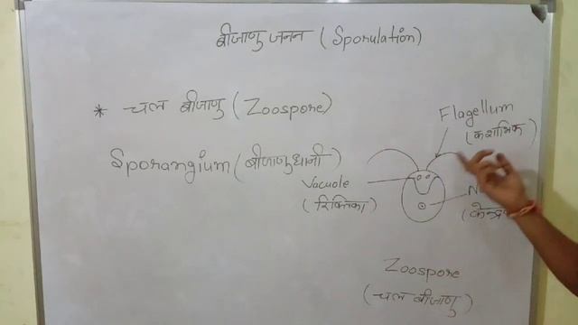Asexual reproduction ( अलैंगिक जनन) चल बीजाणु ( Zoospore) Class 12th смотреть онлайн