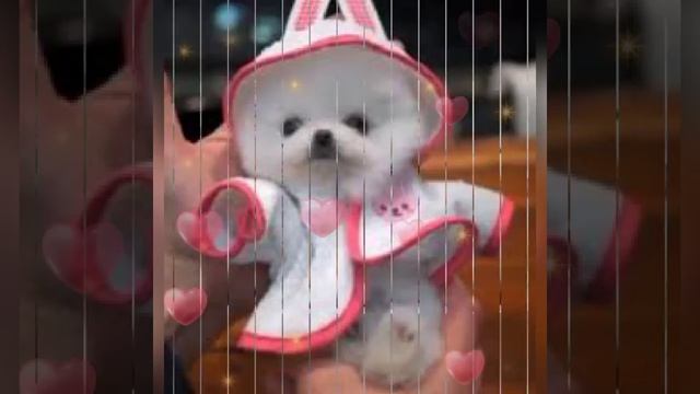 шенок#youtube #youtuberlikes #shortsadoptme