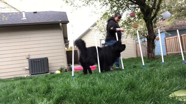 Newfoundland Weave Poles | Dog Agility | Giant Dog смотреть онлайн