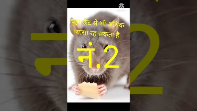 Two Interesting Fact About Animals смотреть онлайн