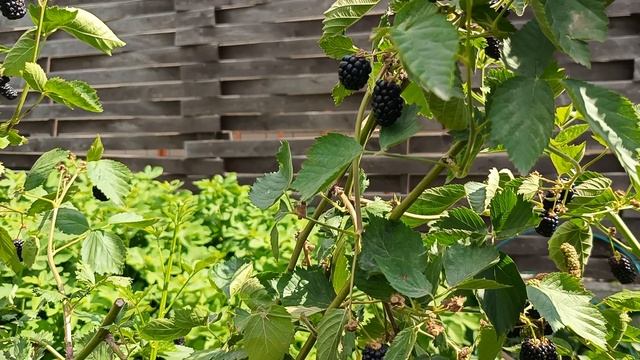 Ежевика Лох Тей. 27.06.24 г.