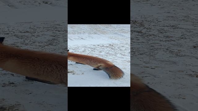 Лиса смотреть онлайн