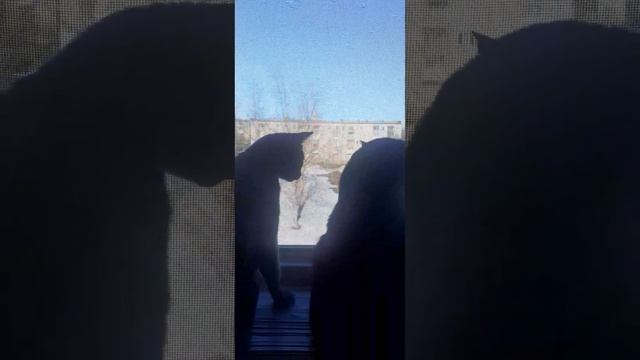 Весна..птицыпоют#2023#веснаидет#relax#relaxingmusic#чёрныйкот#мойкот#коте#котята#коттот смотреть онлайн