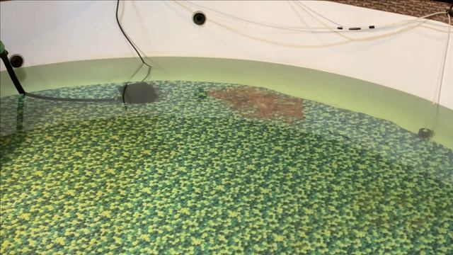 106 КАРПОВ КОИ есть.Кого ещё запустить? смотреть онлайн