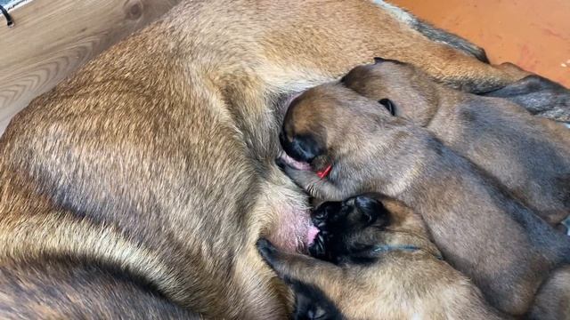 Mother Dog Feeding Puppies, sounds that make dogs tilt their heads. смотреть онлайн