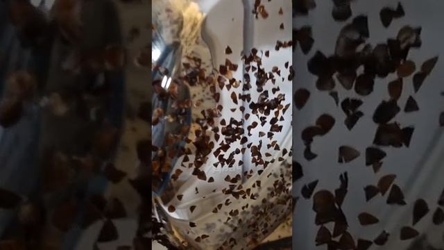 ПОДУШКА ИЗ ГРЕЧКИ смотреть онлайн