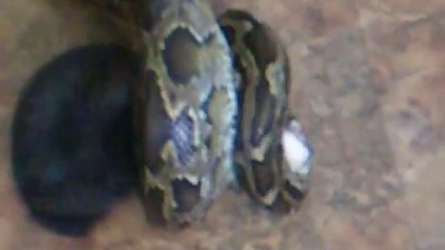 burmese python constricts rabbit смотреть онлайн
