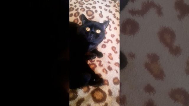 Разговорчивый котТот #коттот #смешныекоты#красивыйкот#кот#чёрныйкот#добро#красивыекошки#мойкот смотреть онлайн