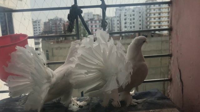 ||lokka/fantail pigeon||short details||🕊️🕊️ смотреть онлайн